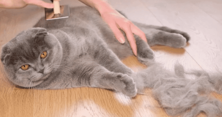Hair Loss in Cats