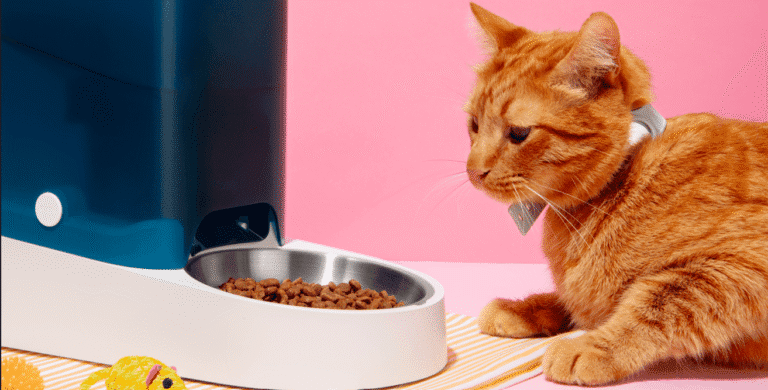 Cat is Not Eating