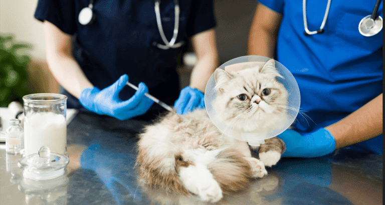 FVRCP Vaccine for Cats