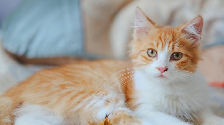 Orange Tabby Cats