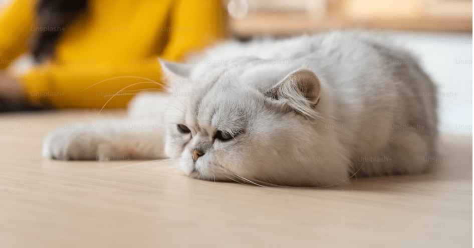 Depression in cats