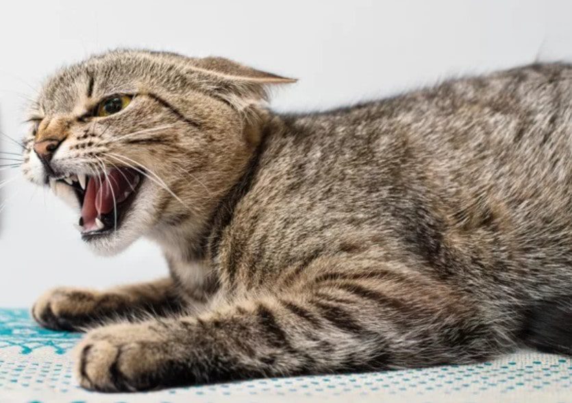 Rabies in Cats