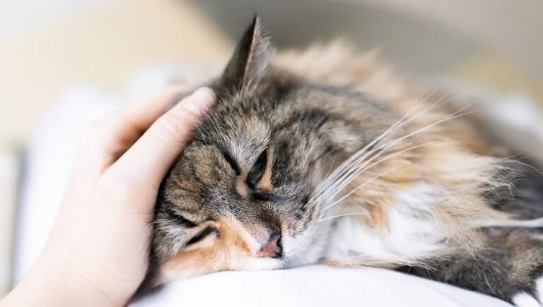 Rabies in Cats