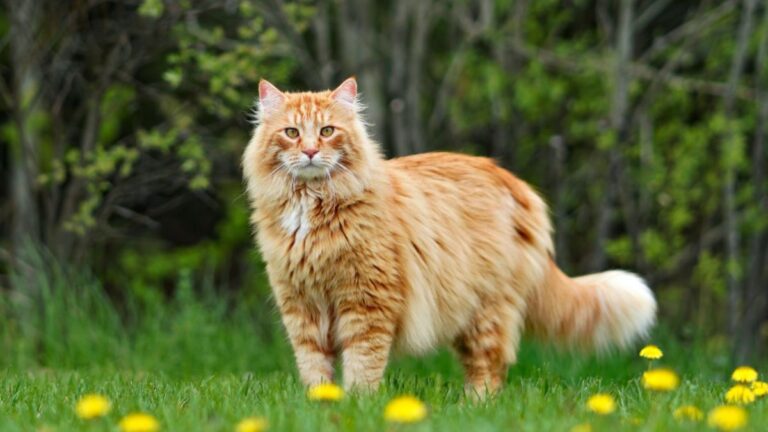 Maine Coon Cat Size