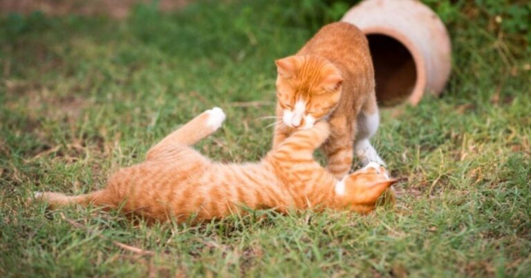 Cat Biting on Other Cats Neck