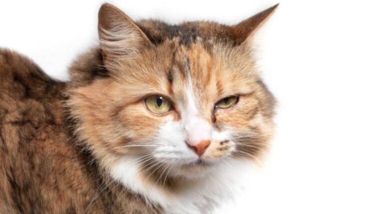 Cat Eye infection