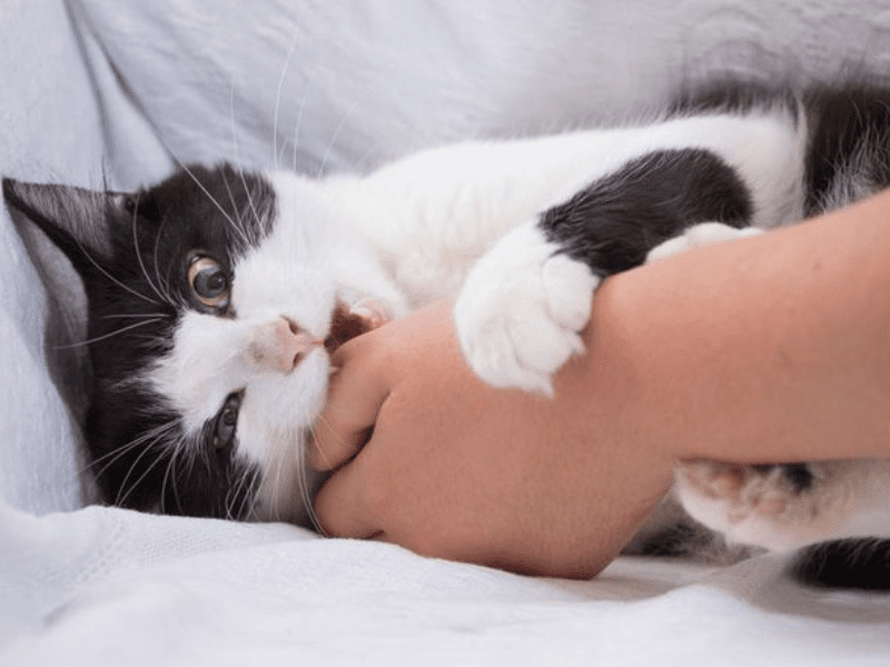 Cat Attacks