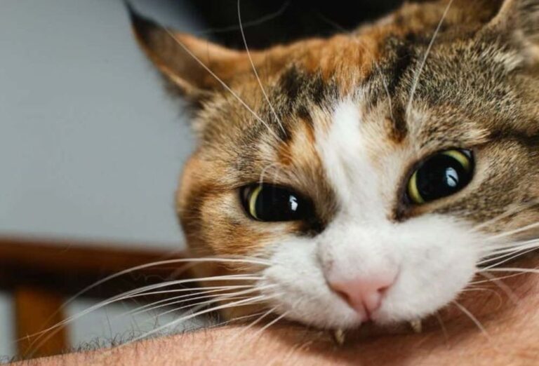 Cat Attacks