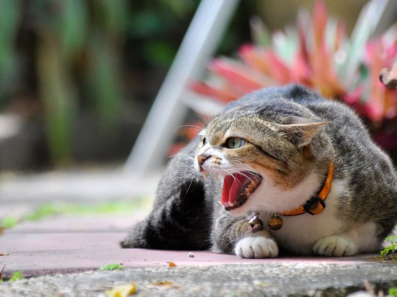 Cat Attacks