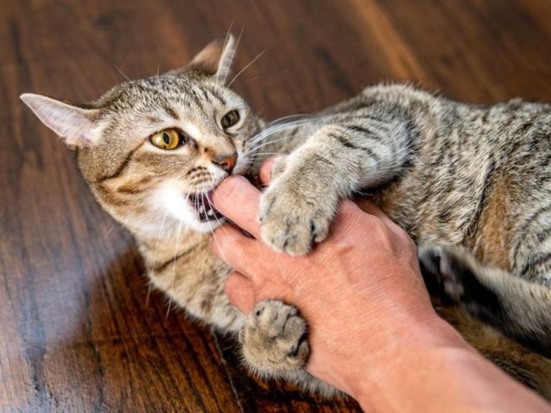 Cat Attacks