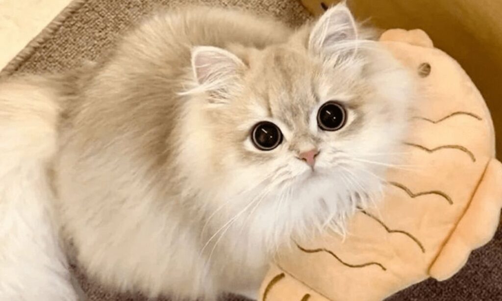 Cat Eyes Dilating