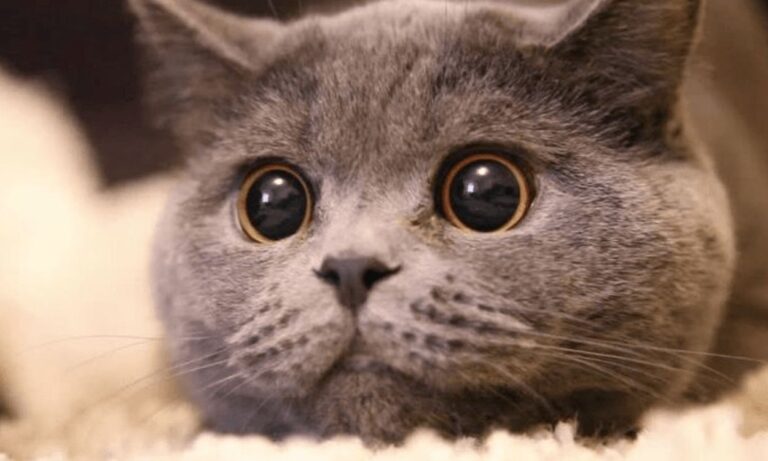 Cat Eyes Dilating