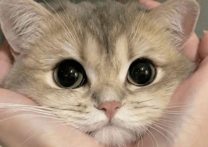 Cat Eyes Dilating