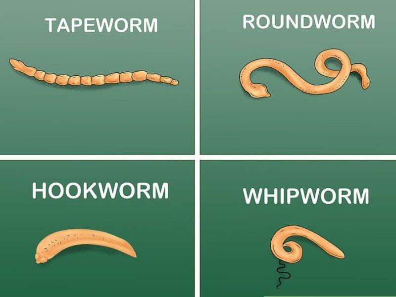Roundworms in cats