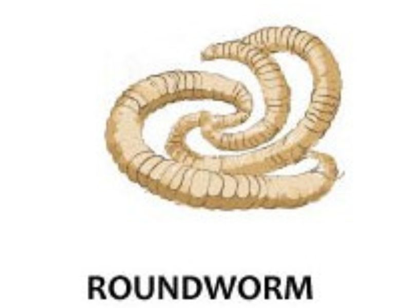 Roundworms in cats
