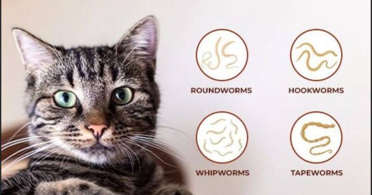 Roundworms in cats
