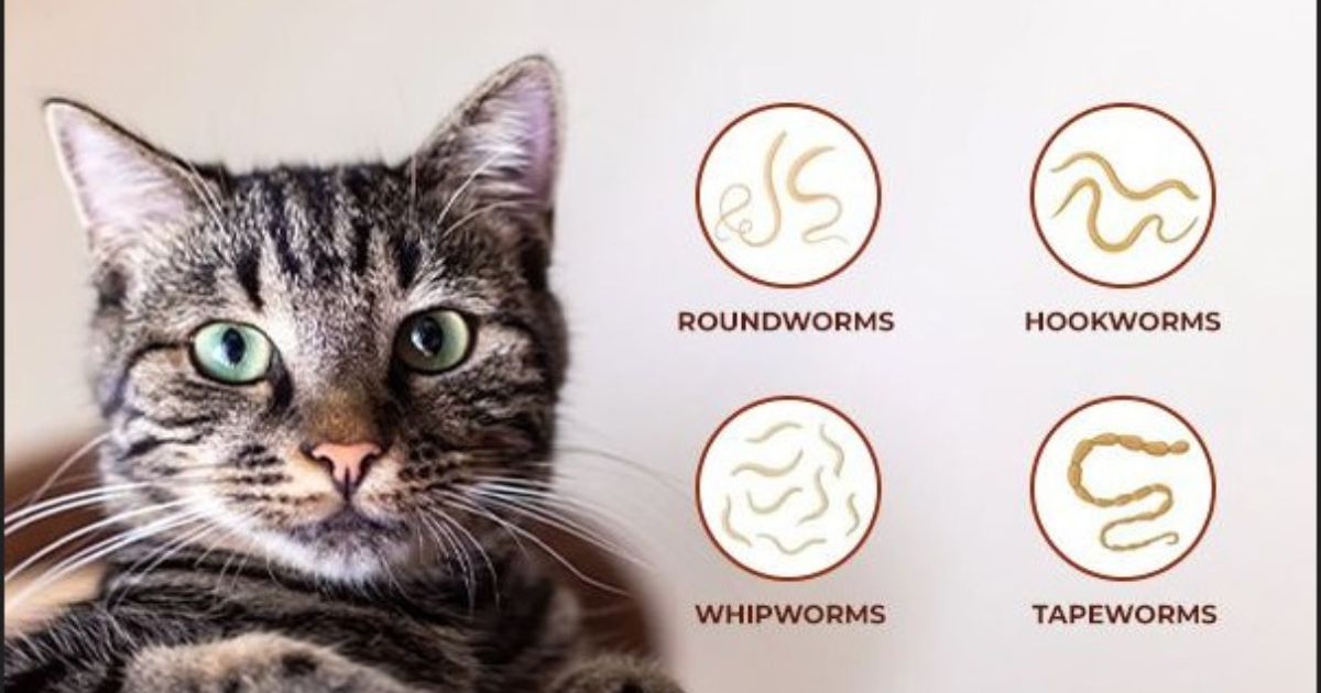 Roundworms in cats