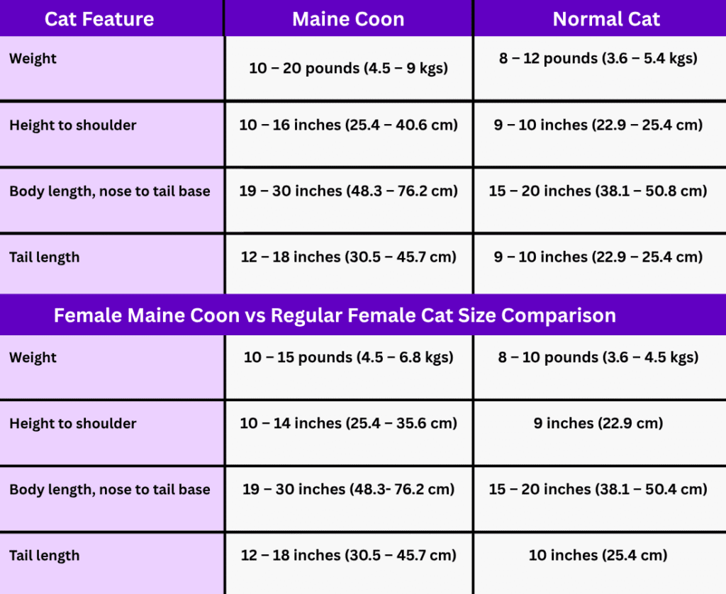 Maine Coon Cat Size