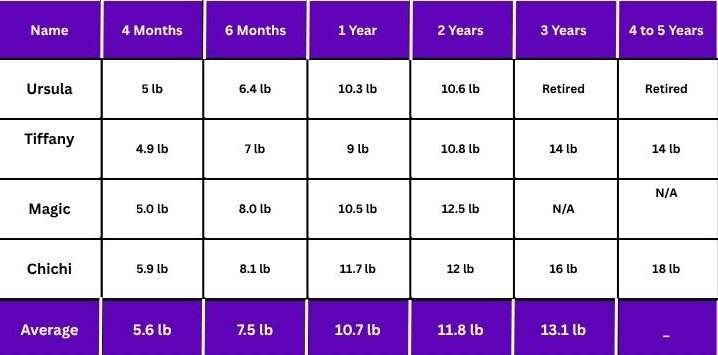 Maine Coon Cat Size