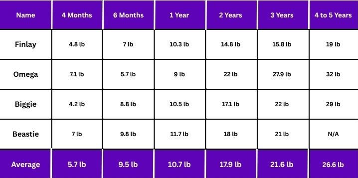 Maine Coon Cat Size