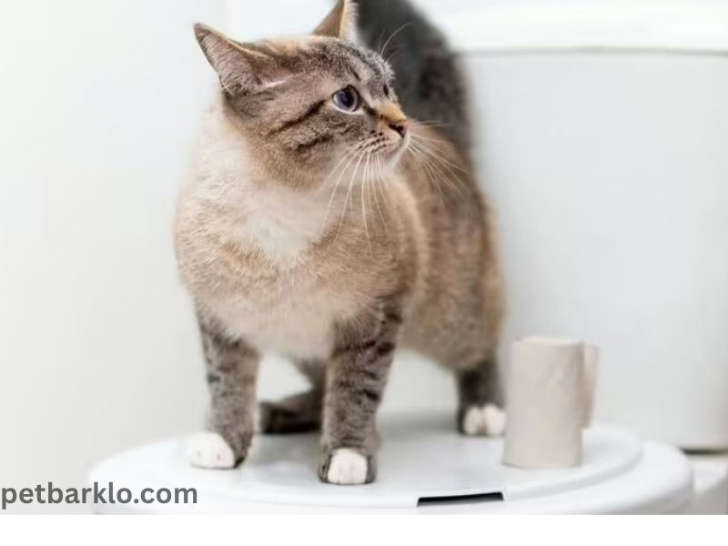Cat Follows You to the Bathroom
