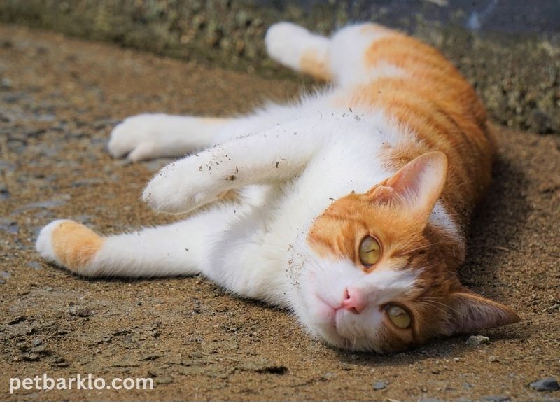 Orange Tabby Cats