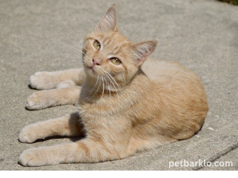 Orange Tabby Cats