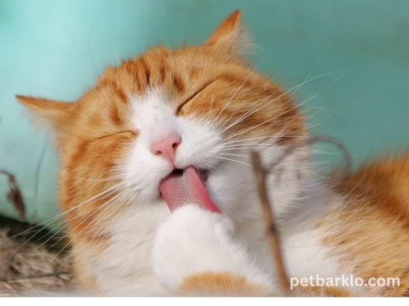 Orange Tabby Cats