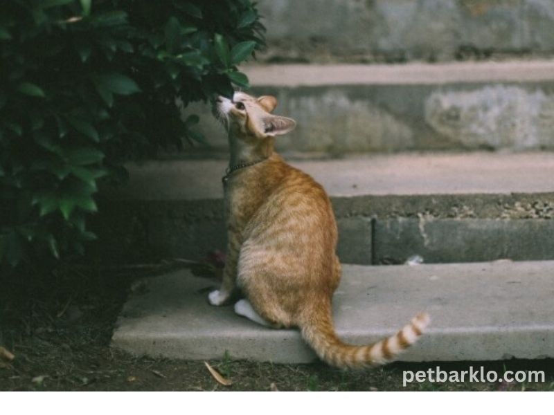 Orange Tabby Cats