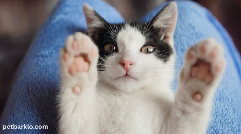 Cat Paws Hot