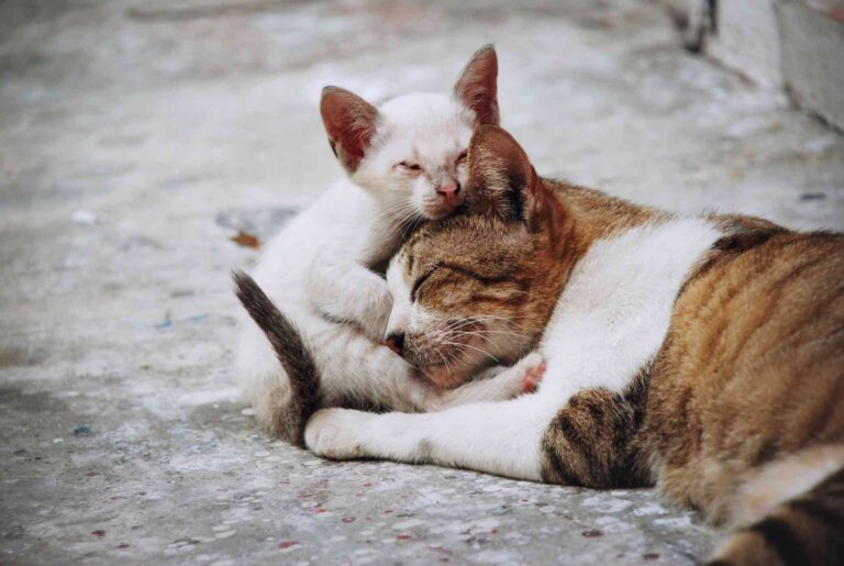 Can Cats Die of a Broken Heart