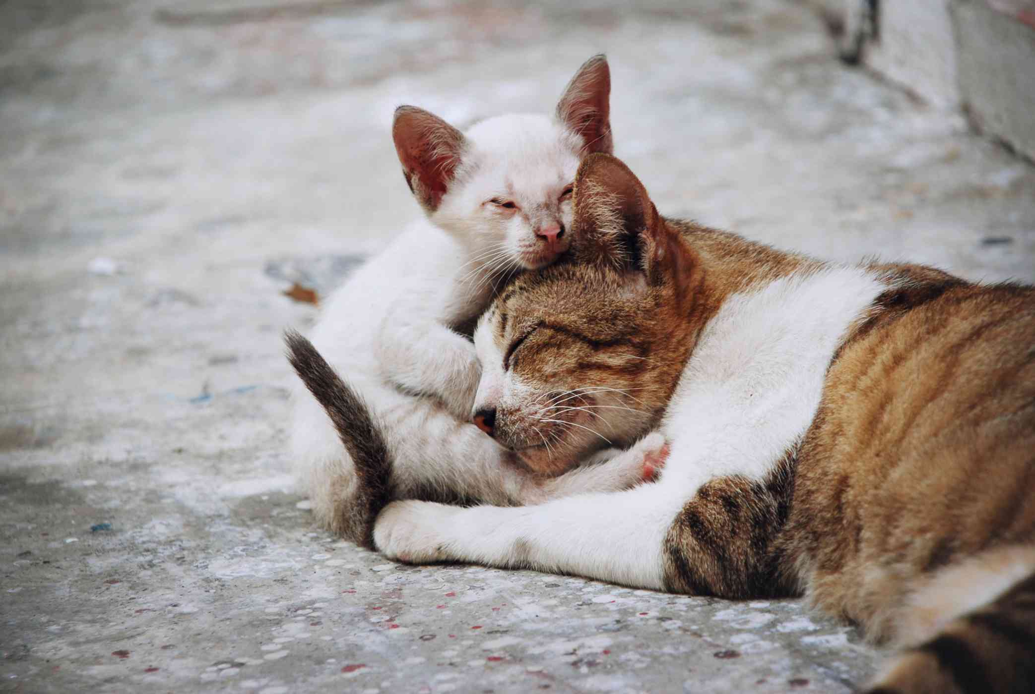 Can Cats Die of a Broken Heart
