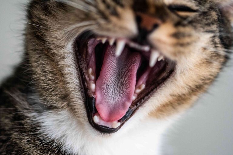 Kitten Teething
