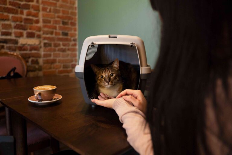 How Do Cats See the World